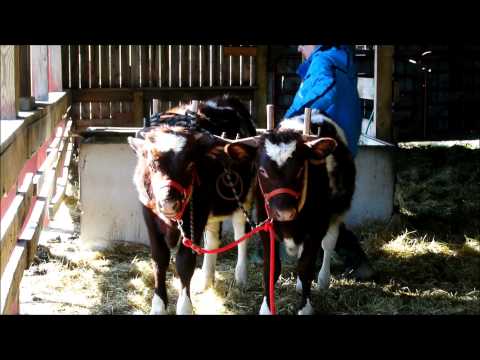 how to train oxen