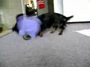 Dachshund (jezev?�k) D�ja ze ?t?kotu
