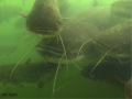 Superbes images subaquatiques du rhone par Remi Masson