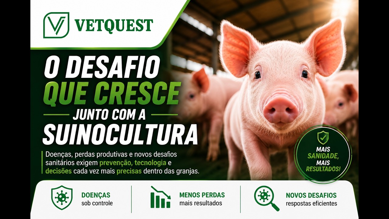 O desafio que cresce junto com a suinocultura