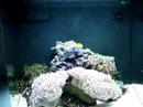 Nano Reef