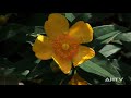 My Secret Garden (HD Video)
