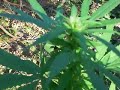 First Grow Marijuana Plant (4th Week Flowering)