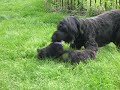 brt-puppies-playing-with-mom.html