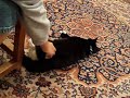six legged kitty