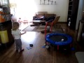 Bailey Chases Kippa the dog