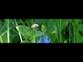 Large bee fly