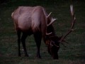 NC Bull ELK MOV00752.MPG