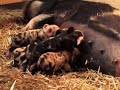 Kunekune varken heeft biggen Kunekune varken heeft biggen