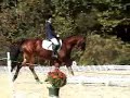 Raleigh dressage at UNH HT