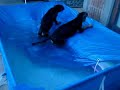 Perros Nadadores Perros Nadadores