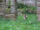 Goats in Saint-Nicod�me C�tes-d\