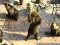 Hungry Bears Hungry Bears