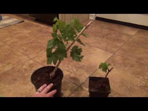 how to transplant grape vine cuttings