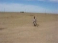 A Prank in the Iraq Troops