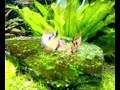 Aquarium