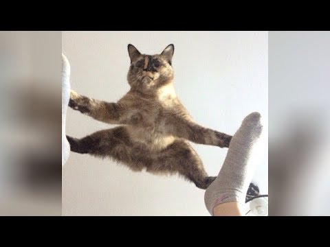 It's TIME for SUPER LAUGH! - Best FUNNY CAT videos