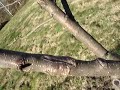 Fruitwise guide to grafting over an apple tree Fruitwise guide to grafting over an apple tree