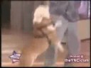 chien sauteur & chien skateur