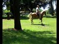 Nugget - Palomino Saddlebred