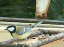 Carbonera Com�n - Great Tit Female