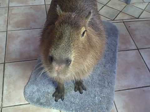 capabara