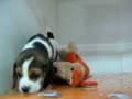 videos de Beagle macho STA REF:177