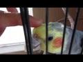 Cockatiel Talking Birds Sounds - Cockatiels Noises Bird Singing - Home Pets Animal Videos - Jazevox