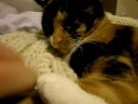 purrrrr purrrrr
