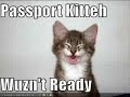 *** Very Funny Cats 12 ***