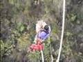 World's Highest Bungee (Bloukrans Bridge) - Frits