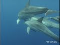 Dolphin in Ogasawara???????????