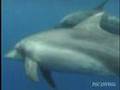 Dolphin in Ogasawara（イルカと潜る小笠原）