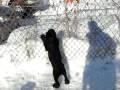 videos de Standard Schnauzer Puppies Iska & Diallo Snow Play_2