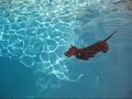 Swimming Wiener Dog Swimming Wiener Dog