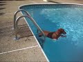 Swimming Wiener Dog