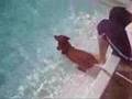 Swimming Wiener Dog