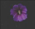 FILMTEST