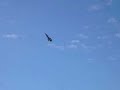 Gripen p� S�ve 30/8-2008