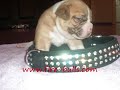 americanbulldog pup