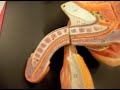 Reproductive Lab - Penis