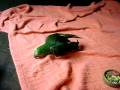 videos de Filhote de papagaio resgatado do tráfico