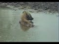 Injured Hyena at the Water Hole Injured Hyena at the Water Hole