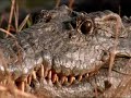 Crocodile and Water Dikkop Coalition