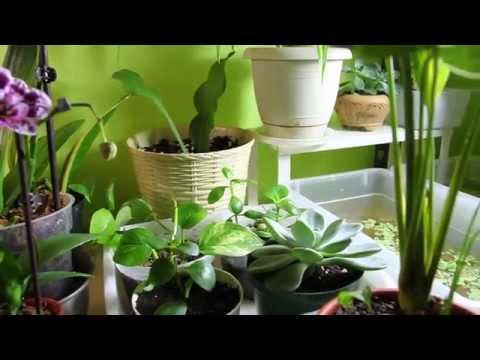 how to replant a wandering jew
