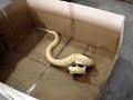 Snake Feeding