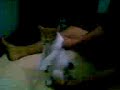 YouTubeサムネイル[pPU8xM5o2ug] - 1枚目