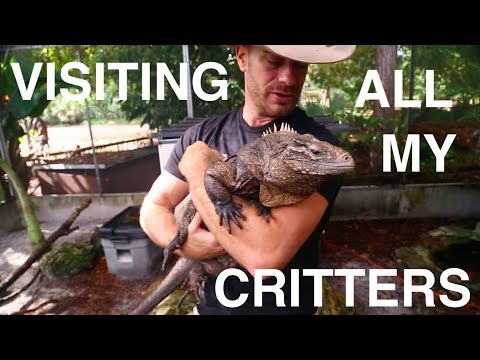 YouTube reptile video