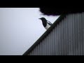 Just trying to get the number of magpies and jackdaws down on a local farm I have permission to shoot on, I've already been here quite a few times and have shot a dozen or so birds so thier not just as keen to stick around once the shooting starts, Im uaing my .22 BSA super 10, at 14flb its more than enough for this job.