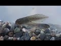 Oregon Spotted Frog Tadpoles
